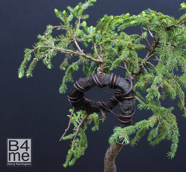 heavy bonsai bend